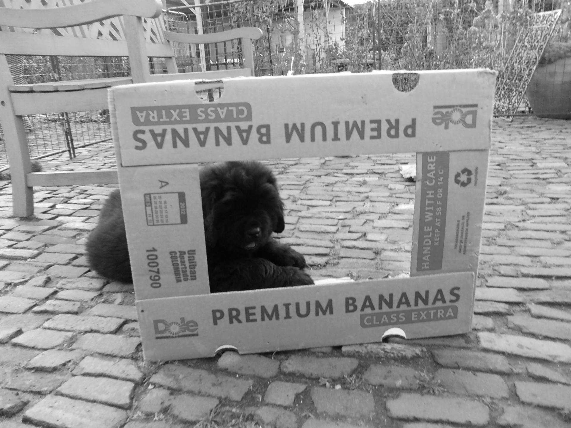 1-baron-ontdekt-een-banane-doos